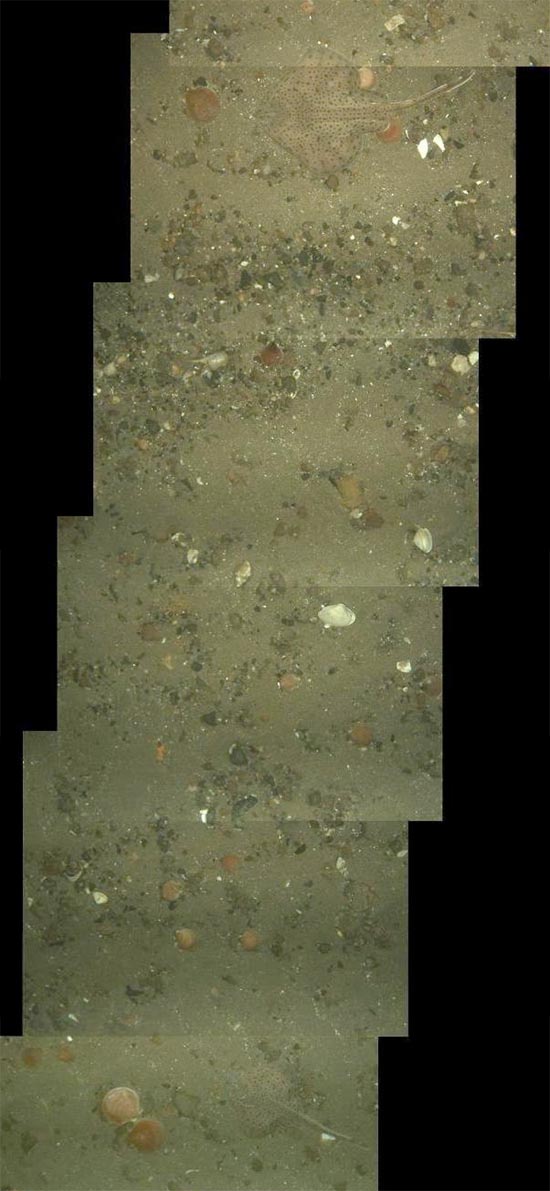 Sea floor photo with two hidden skates